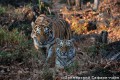 Safari park - best way to see TIGERS!