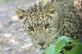 National Park “Land of Leopards”