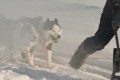 Dog Sledding in Yakutsk, Siberia!