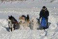 Dog Sledding in Yakutsk, Siberia!